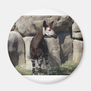 okapi magneet