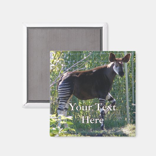 Okapi Magnet (Voorkant / Achterkant)