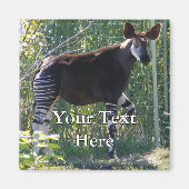 Okapi Magnet (Voorkant)