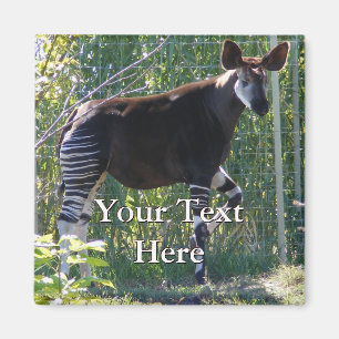 Okapi Magnet