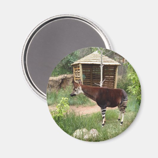 Okapi magnet (Voorkant / Achterkant)
