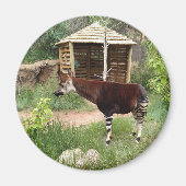 Okapi magnet (Voorkant)