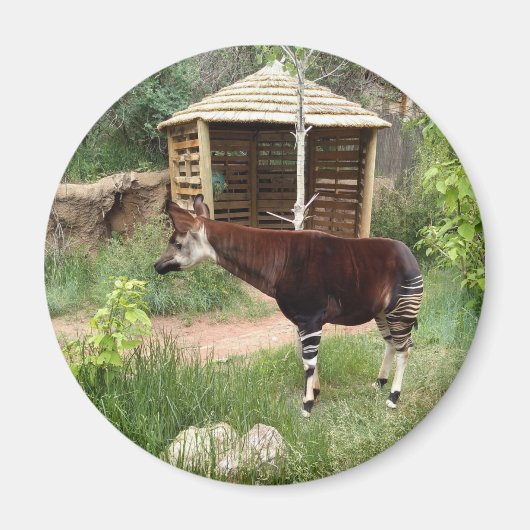 Okapi magnet (Voorkant)