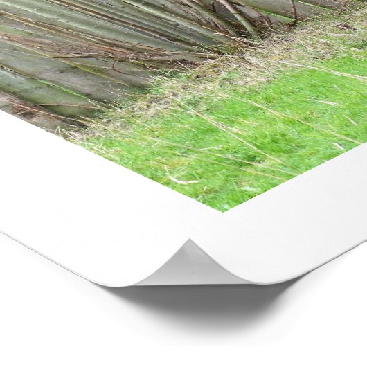 Okapi met een hek poster (Hoek)