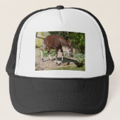 Okapi (Okapia johnstoni) in de buurt van vijver on Trucker Pet (Voorkant)