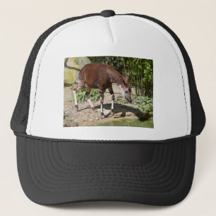Okapi (Okapia johnstoni) in de buurt van vijver on Trucker Pet