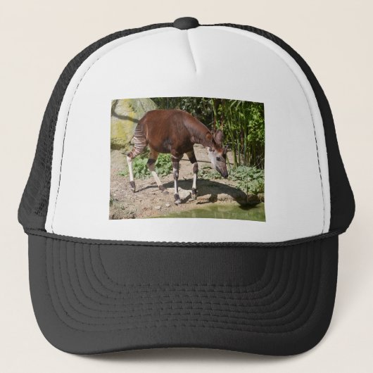 Okapi (Okapia johnstoni) in de buurt van vijver on Trucker Pet (Voorkant)