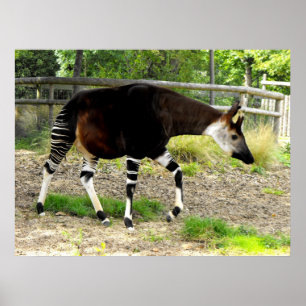 Okapi Poster