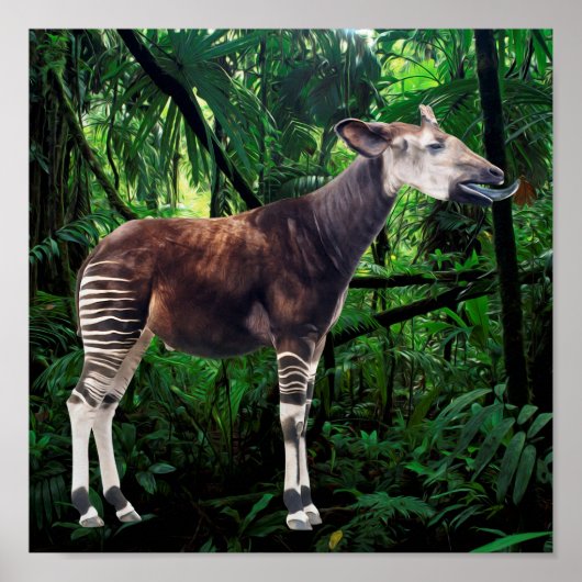 Okapi Poster (Voorkant)