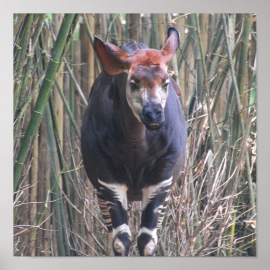 Okapi Poster (Voorkant)