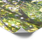  Okapi-Poster Poster (Hoek)