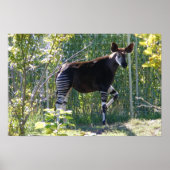 Okapi-Poster Poster (Voorkant)