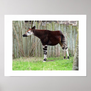 Okapi staand bij een hek poster