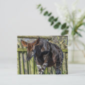 Okapi up close uitzicht briefkaart (Staand voorkant)
