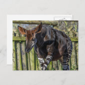 Okapi up close uitzicht briefkaart (Voorkant / Achterkant)