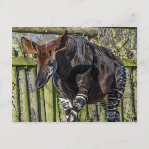 Okapi up close uitzicht briefkaart