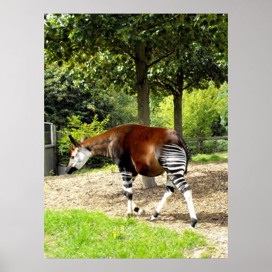Okapi weglopend poster (Voorkant)