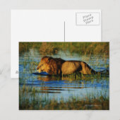 Okavango Delta, Botswana 3 Briefkaart (Voorkant / Achterkant)