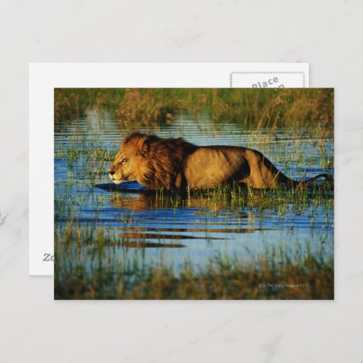 Okavango Delta, Botswana 3 Briefkaart (Voorkant / Achterkant)