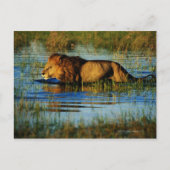 Okavango Delta, Botswana 3 Briefkaart (Voorkant)