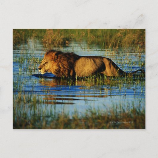 Okavango Delta, Botswana 3 Briefkaart (Voorkant)