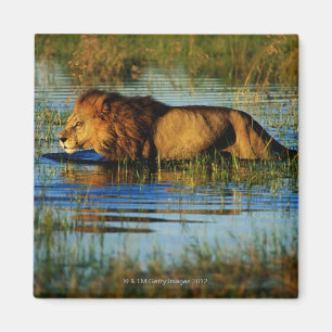 Okavango Delta, Botswana 3 Magneet