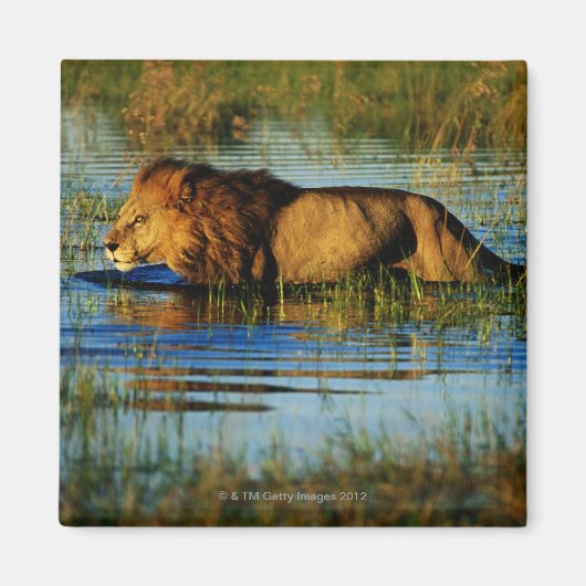 Okavango Delta, Botswana 3 Magneet (Voorkant)