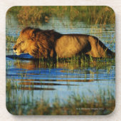 Okavango Delta, Botswana 3 Onderzetter (Voorkant)