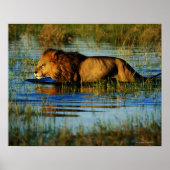 Okavango Delta, Botswana 3 Poster (Voorkant)