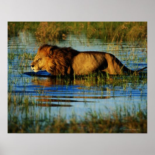 Okavango Delta, Botswana 3 Poster (Voorkant)