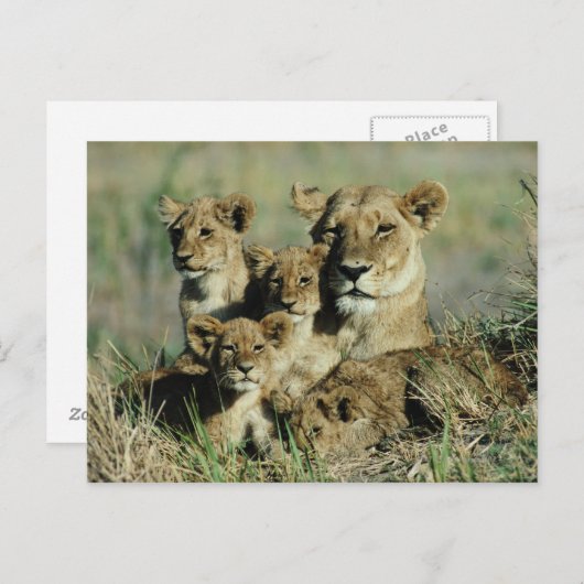 Okavango Delta, Botswana Briefkaart (Voorkant / Achterkant)