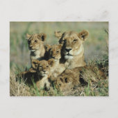 Okavango Delta, Botswana Briefkaart (Voorkant)