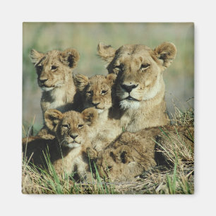 Okavango Delta, Botswana Magneet