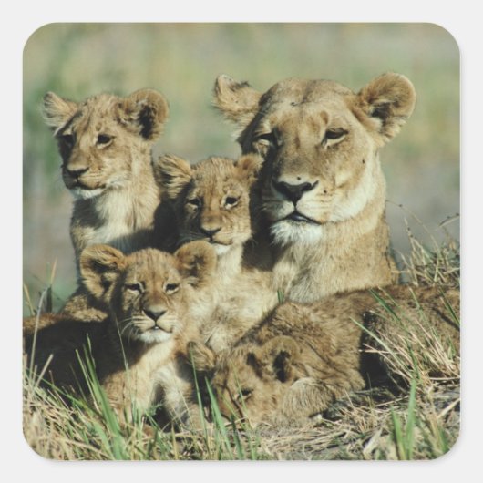 Okavango Delta, Botswana Vierkante Sticker (Voorkant)