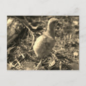 Oké, Dag. - Briefkaart (Voorkant)