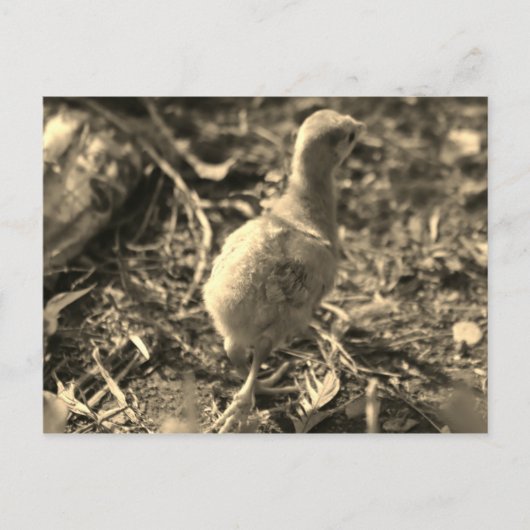 Oké, Dag. - Briefkaart (Voorkant)