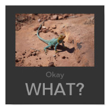 Oké, wat? Collared Lizard poster