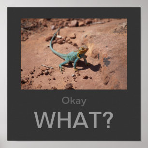 Oké, wat? Collared Lizard poster