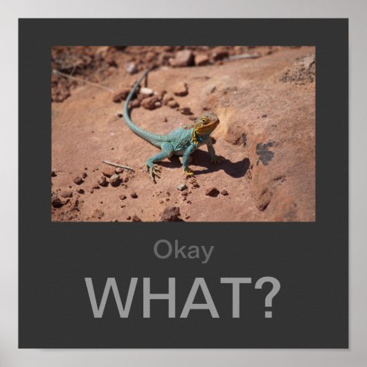 Oké, wat? Collared Lizard poster (Voorkant)