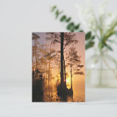 Okefenokee Swamp Briefkaart (Staand voorkant)