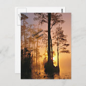 Okefenokee Swamp Briefkaart (Voorkant / Achterkant)