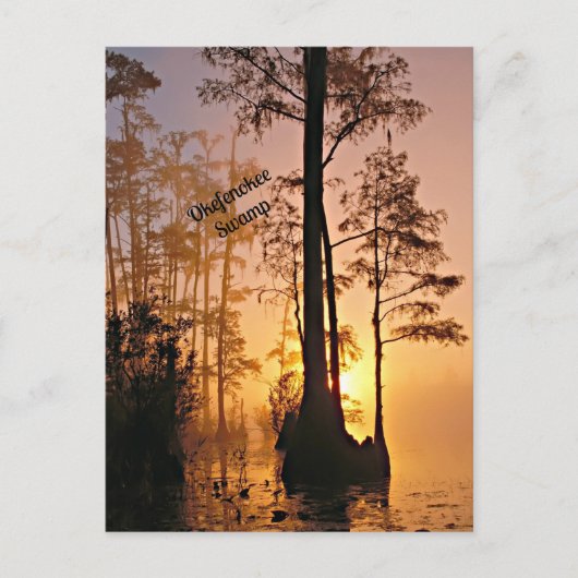 Okefenokee Swamp Briefkaart (Voorkant)