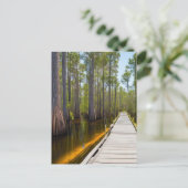 Okefenokee Swamp Briefkaart (Staand voorkant)