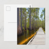 Okefenokee Swamp Briefkaart (Voorkant / Achterkant)