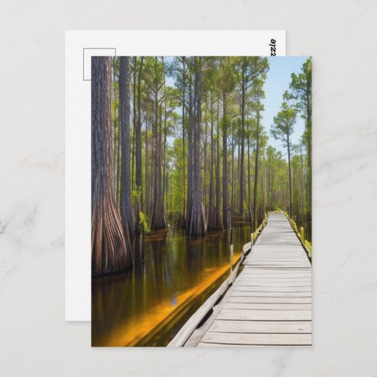 Okefenokee Swamp Briefkaart (Voorkant / Achterkant)