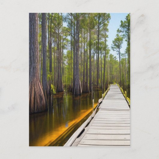Okefenokee Swamp Briefkaart (Voorkant)