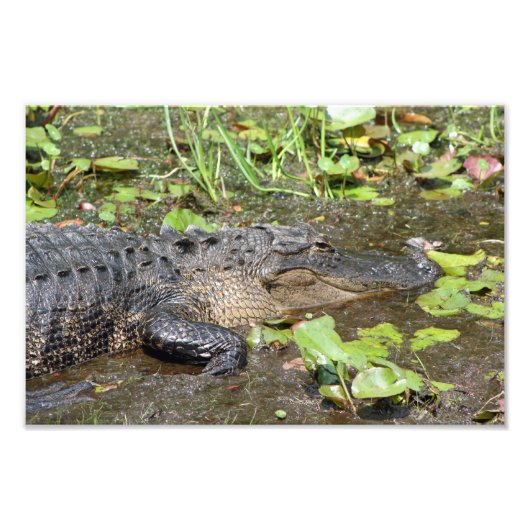 Okefenokee Swamp Park Alligator Foto afdrukken (Voorkant)