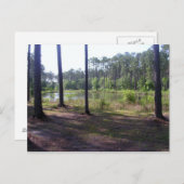 "OKEFENOKEE SWAMP PARK" BRIEFKAART (Voorkant / Achterkant)