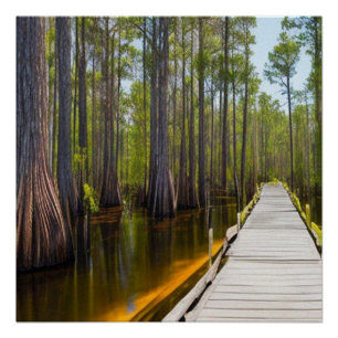Okefenokee Swamp Perfect Poster