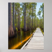 Okefenokee Swamp Poster (Voorkant)